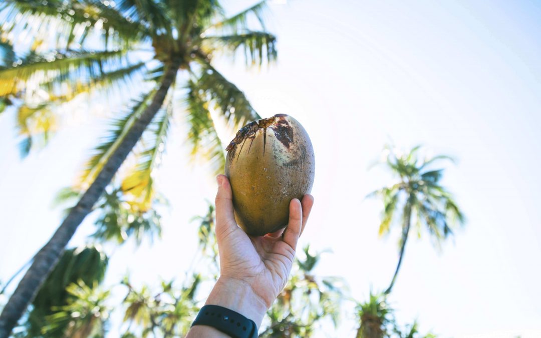 What does a coconut skin and your career path have in common?